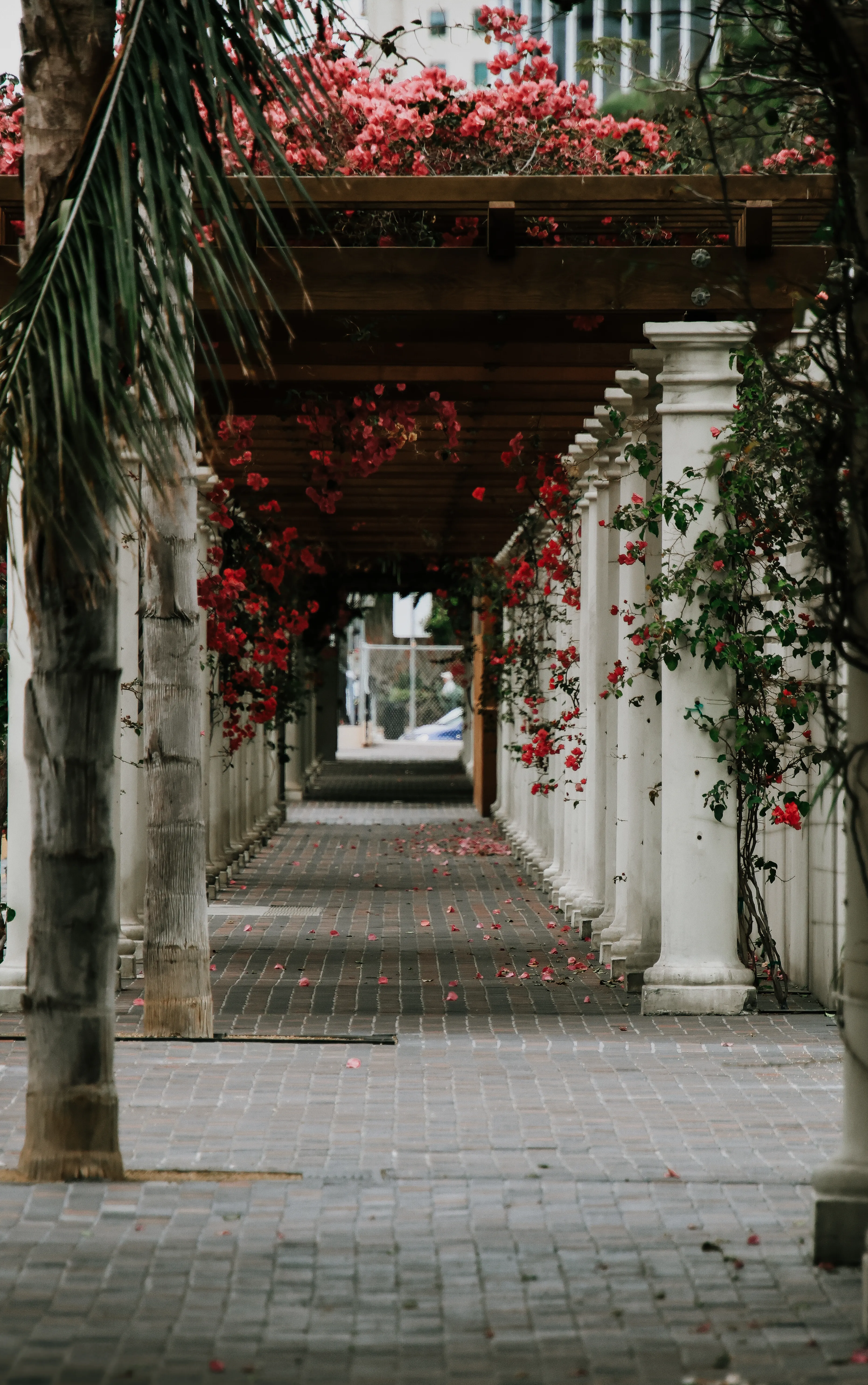 Bougainvillea-draped colonnade, San Diego